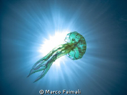 ....jellyfish against the sun...(Pelagia noctiluca) 
(Co... by Marco Faimali 